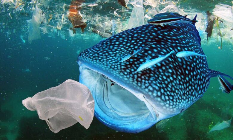 PLASTICS responde a la aprobación del acta Save Our Seas 2.0