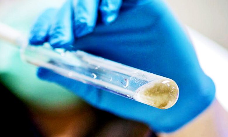 La bacteria del manglar convierte el lodo en Bioplástico