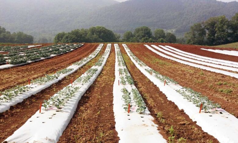 Plásticos para el sector agrícola: aplicaciones y oportunidades