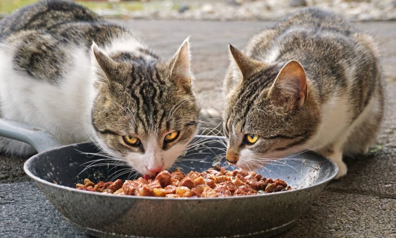Nylon: El protector de alimentos para mascotas