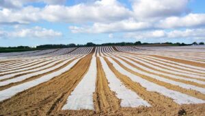 Mercados: astucia empresarial ante el COVID-19