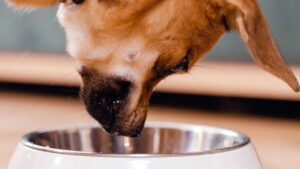 Nylon: El protector de alimentos para mascotas