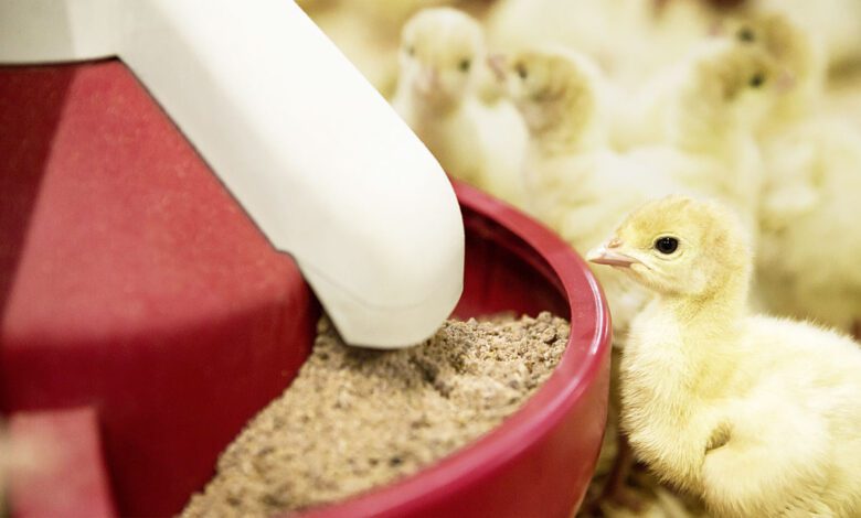 BASF lanza Natupulse TS, una innovadora enzima alimenticia