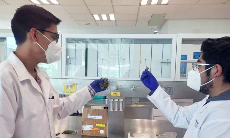 Estudiantes del Tec de Monterrey crean bioplástico con residuos de piña