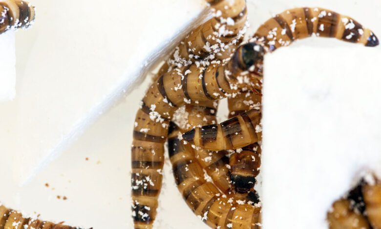Científicos descubren gusano capaz de comer plástico