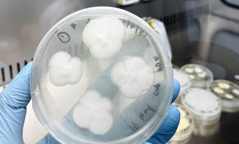 Científicos descubren hongos que pueden comer plástico en 140 días