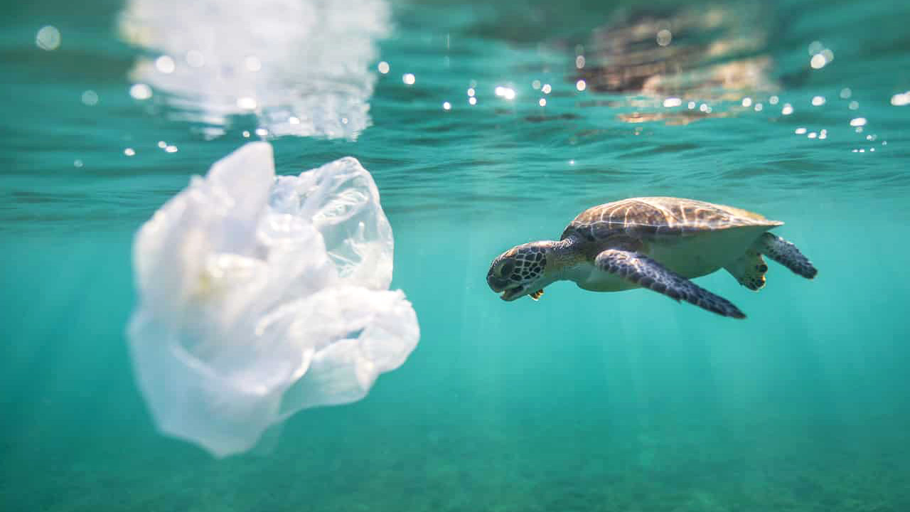El mercado de plásticos oceánicos recuperados está en auge: estudio 🌊